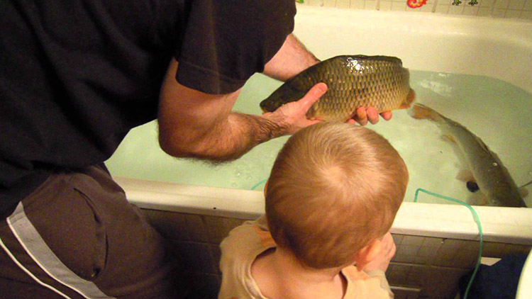 Znáte vánoční zvyky spojené s kaprem? 