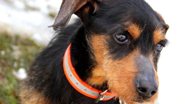 Přišel si pro pejska