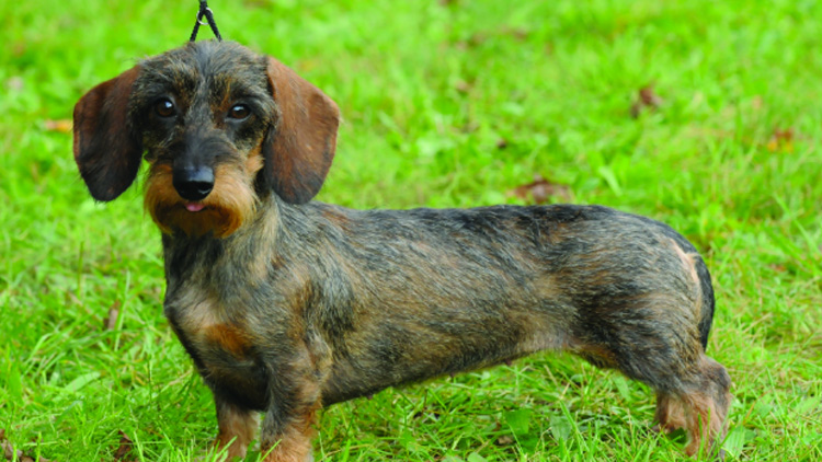 Skákal i po stropě...