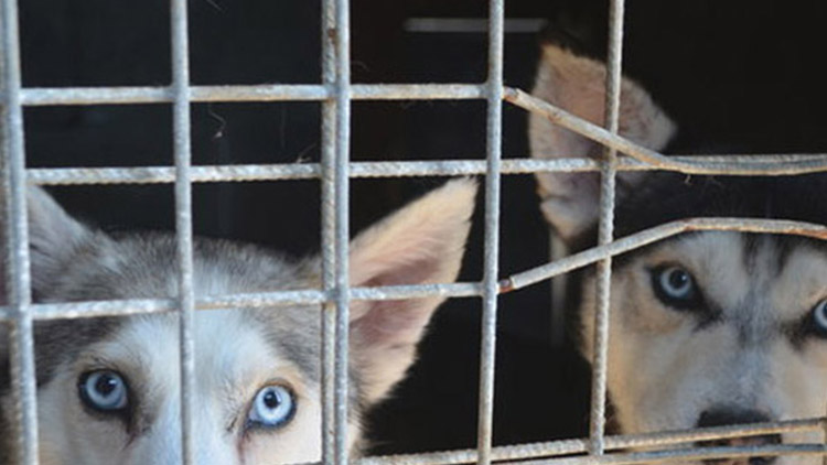 V útulku zažili na konci roku  ŠTĚDROST i bezohlednost lidí