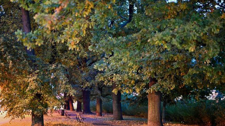 Hlasování o Alej roku  skončilo, blíží se vyhlášení