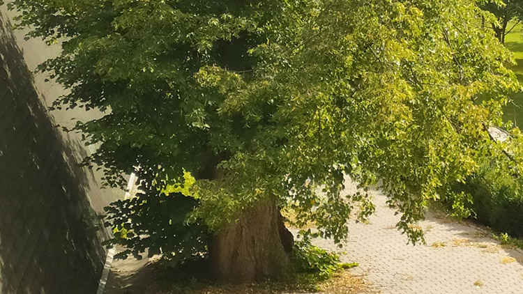 Kostelecká lípa – hrdinka zabojuje v klání o Strom roku