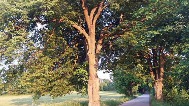 V Aleji roku soutěží i ta u Skřípova