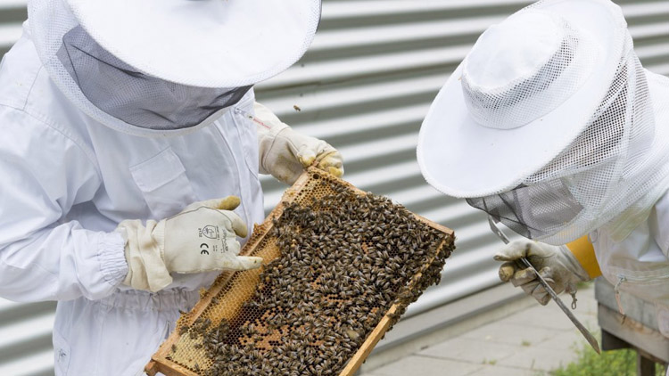Včelaři mohou počítat s další podporou