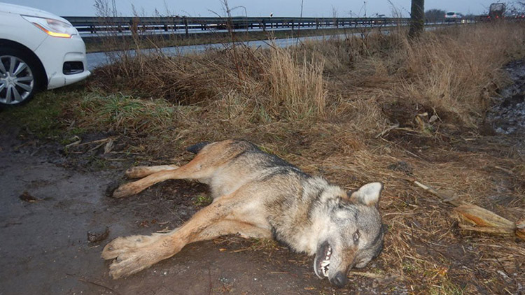 MRTVÝ VLK  vyděsil obyvatele Olšan