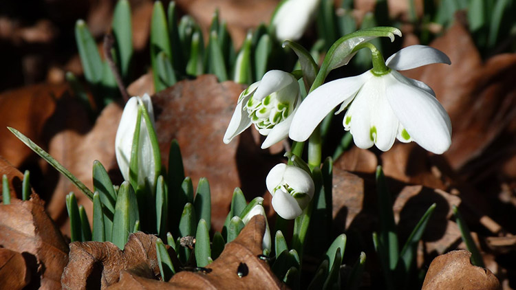 Květiny už hlásí příchod jara