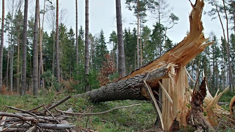 Příroda je stále pánem
