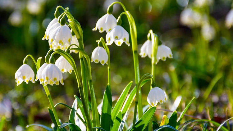 Loňský a letošní únor? Zcela jiná písnička