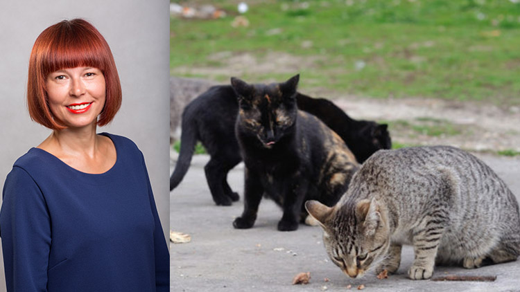 Magistrát významně zvýšil příspěvky na kastraci koček