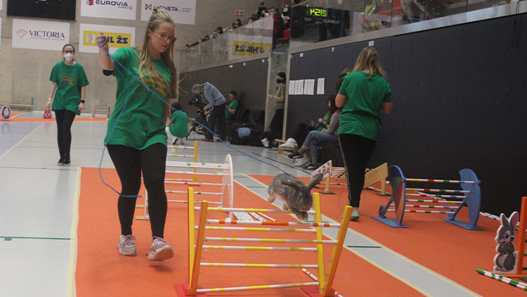 Králík tady, králík tam: Prostějov hostil šampionát v králičím hopu