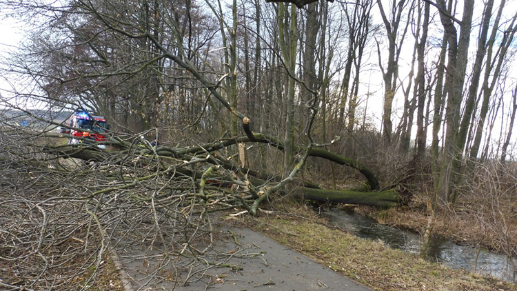Silný vítr vyvracel stromy a ničil auta