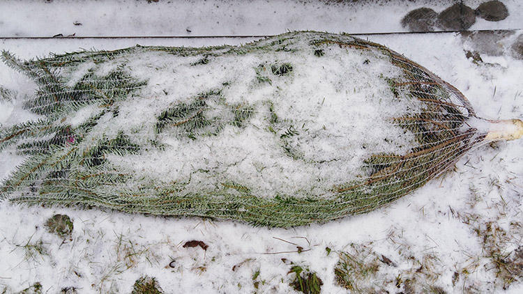Ztracený vánoční strom!  Jaké je jeho tajemství?