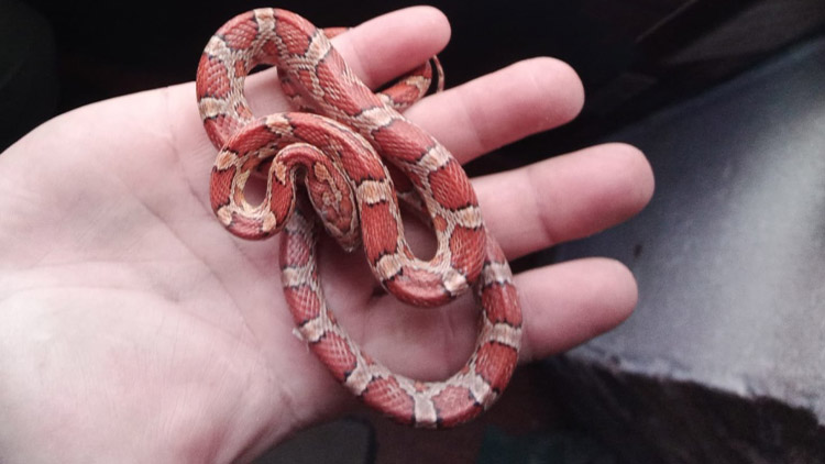 OBYVATELE domu VYSTRAŠIL HAD na schodech