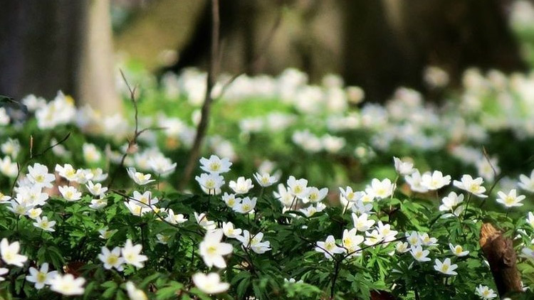 Sasanky hlásí jaro