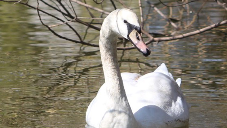 Prostějovské labutí jezero ožilo