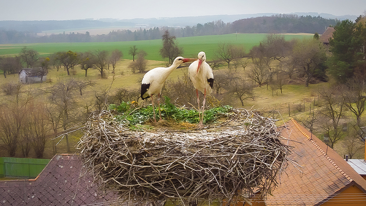 Láska na stožáru! Bohoušek a Bohunka  se k sobě mají  jako dva puberťáci