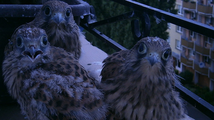 Poštolky se uhnízdily na balkóně!
