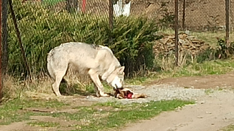 Vlčí kříženec upytlačil v Kostelci zajíce. Majitel by měl platit
