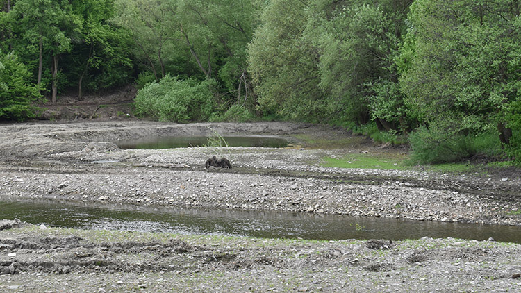 Na přehradě „prokletý“ mokřad opět nevznikl