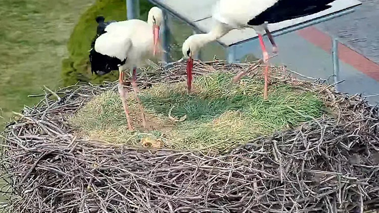 Nezamyslice už sledují čápy on-line Kam se ještě vrátili? 