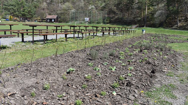 U plumlovského hřiště vysadili zelenou oázu