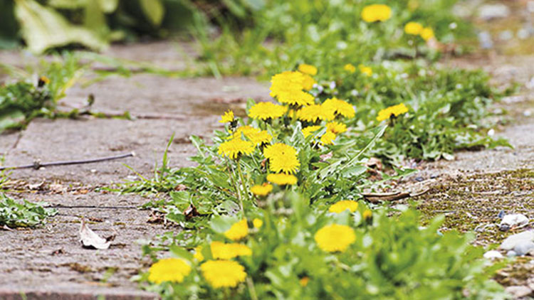 Chemicky se bude likvidovat plevel