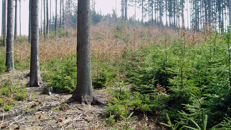 V lesích je stále sucho