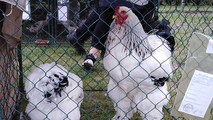 Tradiční výstavu na hřišti zhlédly stovky návštěvníků