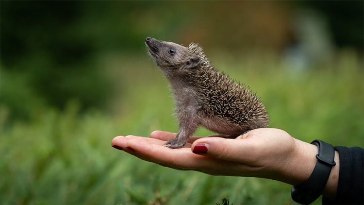Záchranná stanice varuje před ublížením z neznalosti