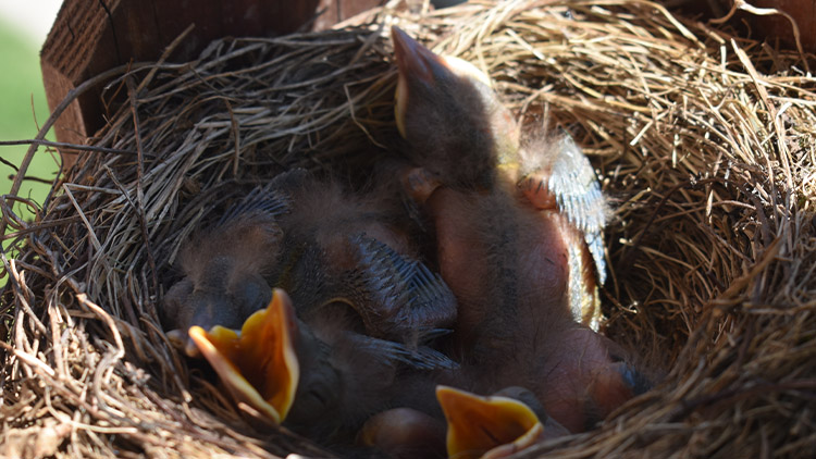 Pět mláďat na balkóně!