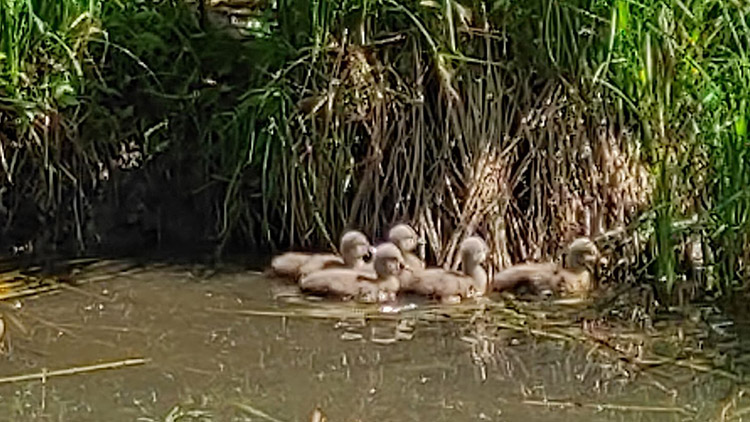 Labutě na rybníce už mají mladé