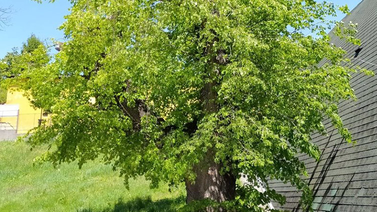 Kostelecké krbál se stal Stromem hrdinou