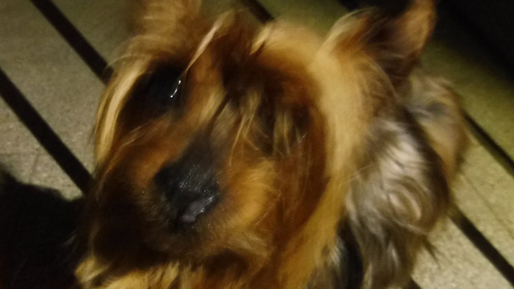 Bezcharakterní panička opustila  svého čtyřnohého kamaráda