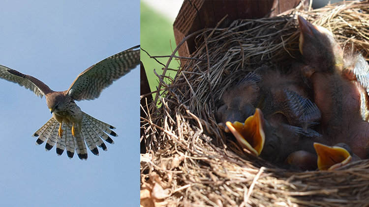 Ptačí masakr  jako z hororu