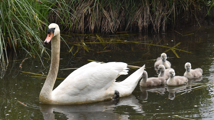 Po rybníku se již prohání pětice labutích mláďat