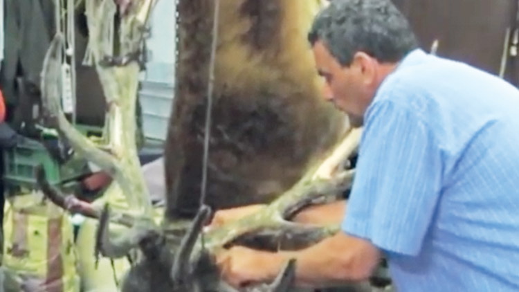 Pytláci od Myslejovic kuchali jelena, POTRESTÁNI NEBYLI