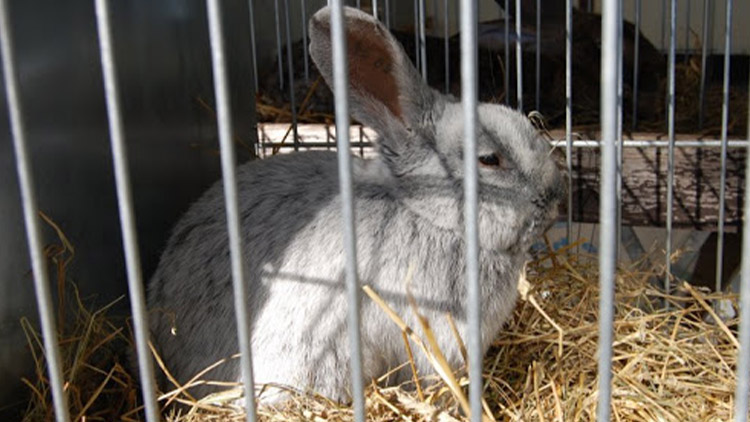 Tip na víkend: Výstava králíků, drůbeže a holubů v Plumlově