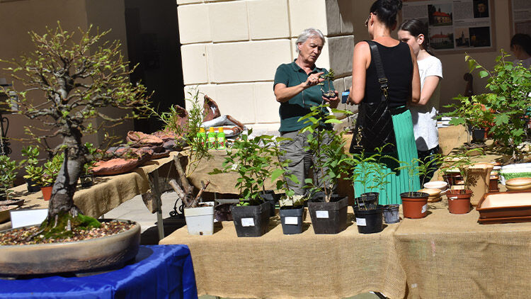 Na nádvoří konického zámku ukázali bonsaje. A chystají se pod Kosíř
