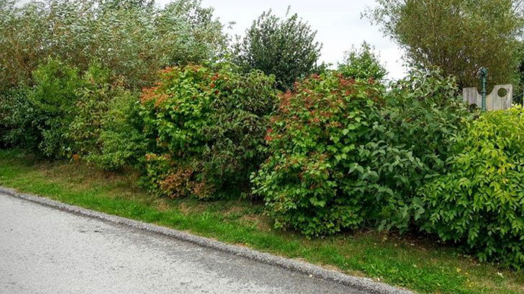 Vysadí zeleň, vybudují nádrž