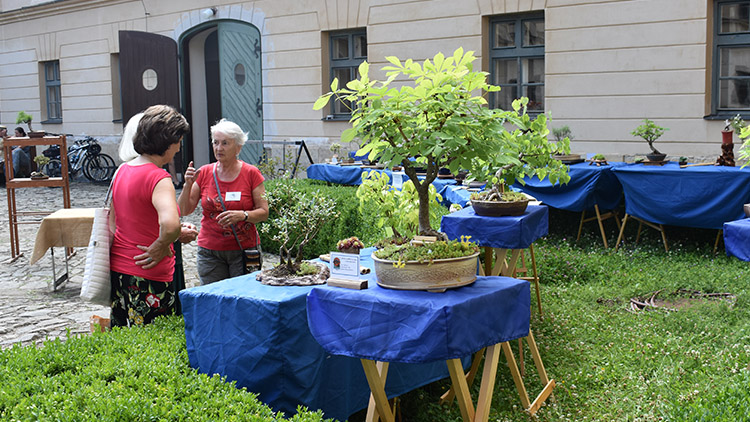 Svatojánský víkend nabídl pátrací hru a výstavu bonsají 
