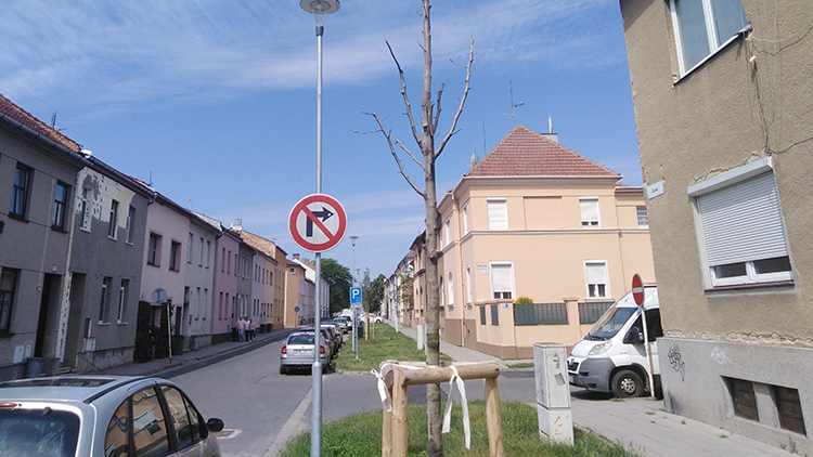 Nově vysazené stromy usychají!