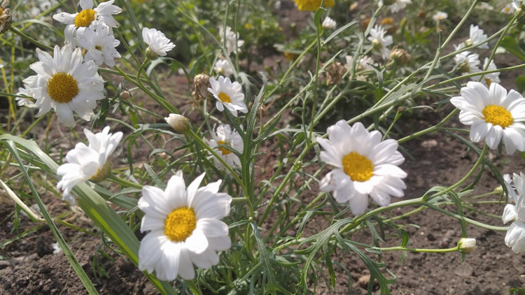 Výstaviště Flora vrací na část hlavní aleje ornamentální záhony, květinovou výzdobu obnovuje i na dalších místech