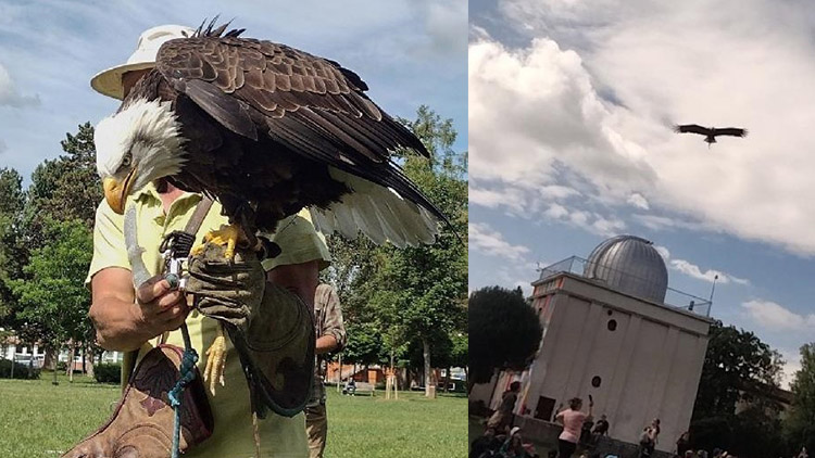 Nad Prostějovem kroužili orli i supi 