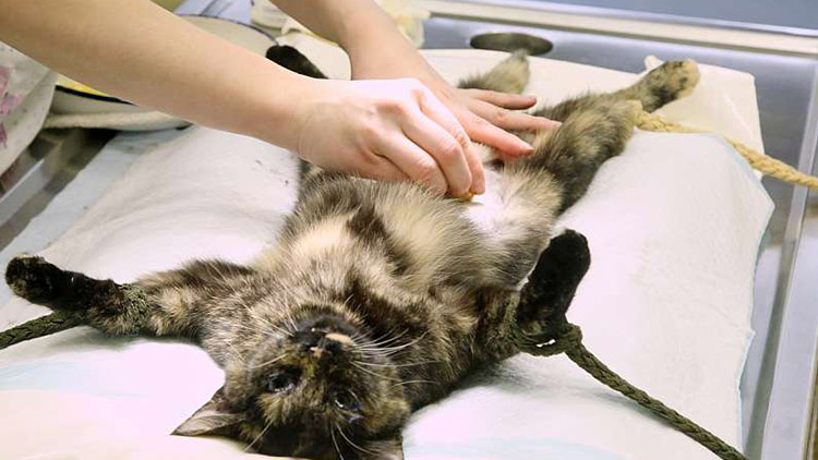 O sterilizaci koček a kastraci kocourů je veliký zájem                