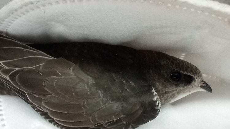 Zraněné mládě rorýse