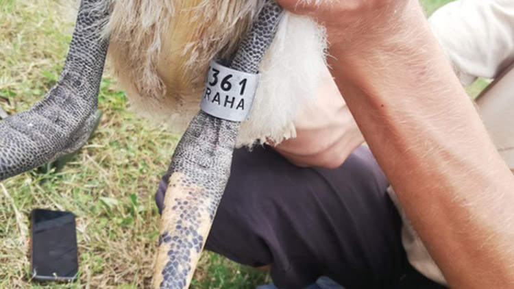 Čápi to mají za sebou