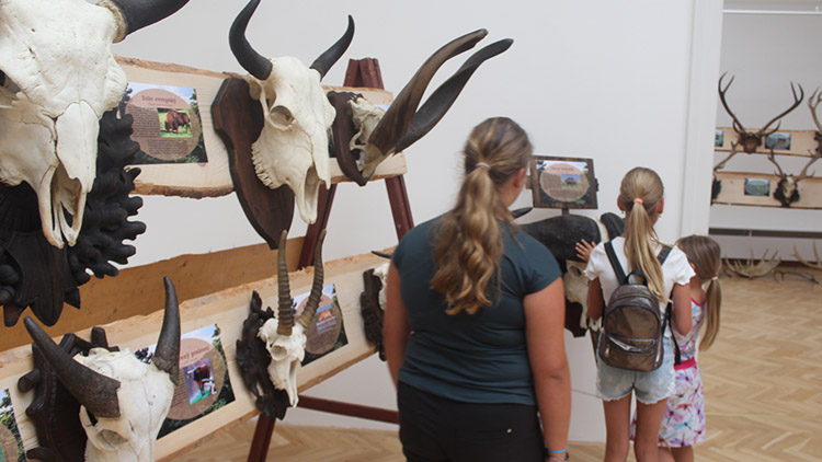 Muzeum plné paroží,  překvapí množství trofejí