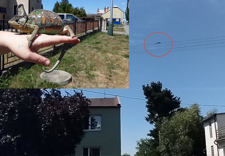 Chameleon „akrobat“, pomoct mu museli hasiči