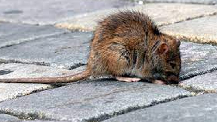 Potkani ničí chodníky