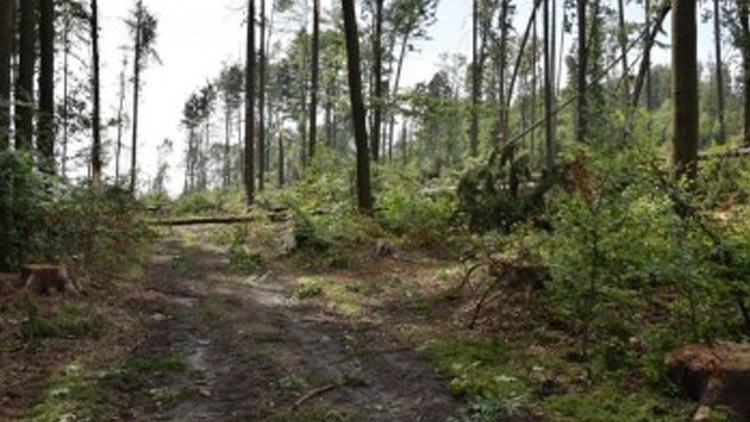 Kraj finančně podpořil obnovu poničených lesů